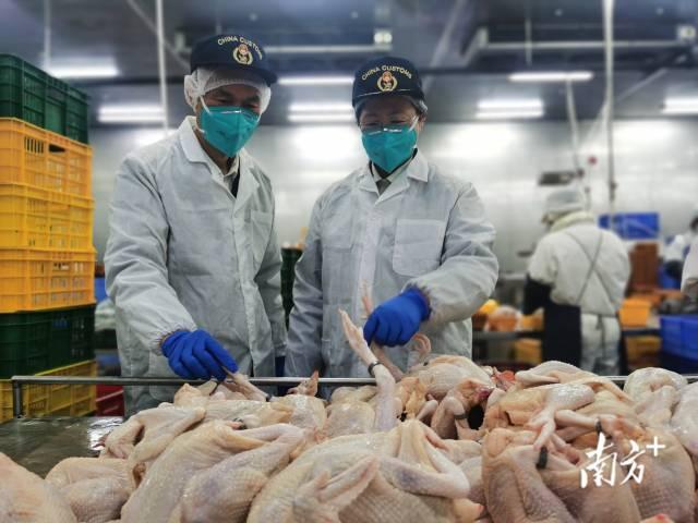 清远海关关员到供港澳禽类屠宰加工企业进行现场查验。通讯员供图