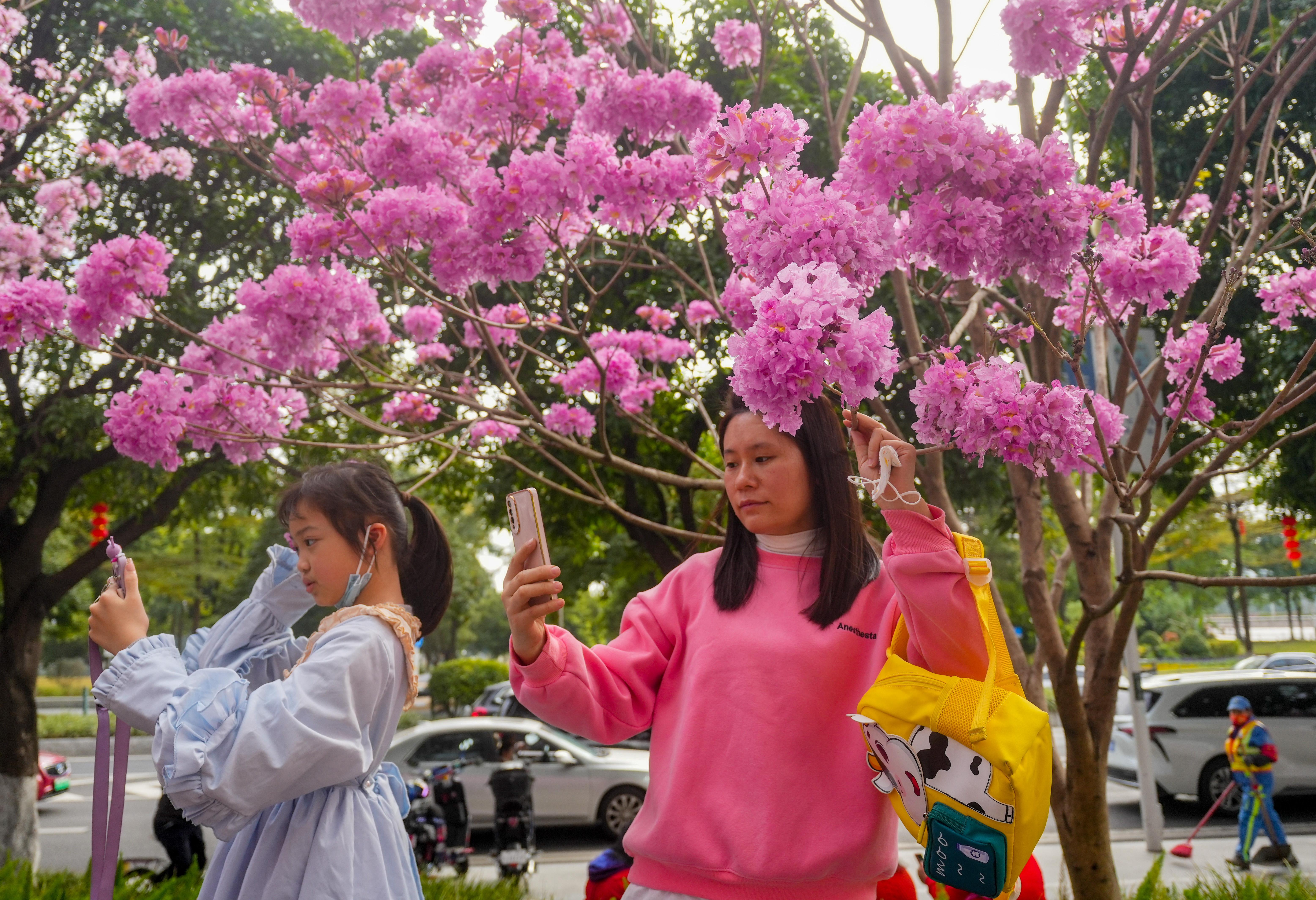  广州紫花风铃木花朵盛开，市民游客抓住春节假期“尾巴”赏花