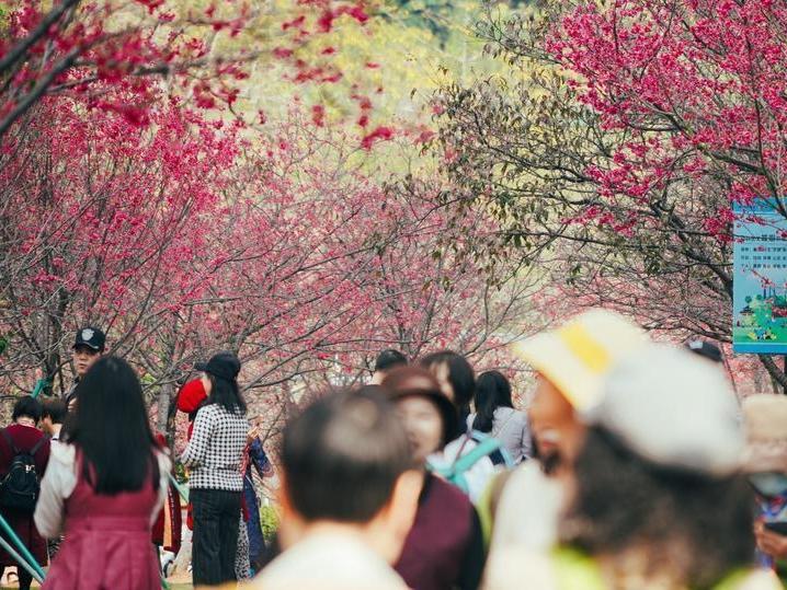  广州春日樱花林，浪漫盛开