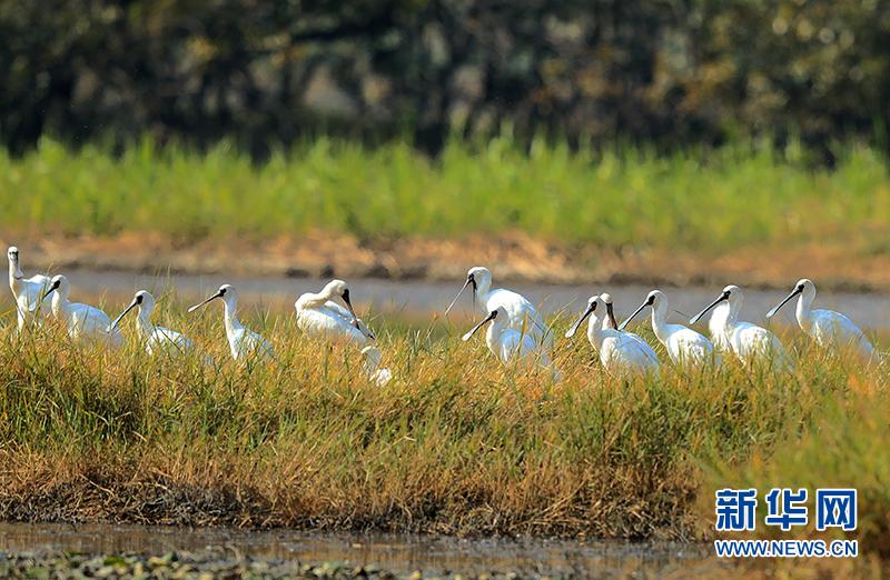 南沙湿地公园候鸟图片