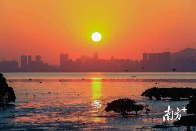 广东深圳福田红树林湿地晚霞美如画。