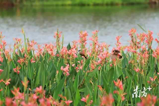 海珠湖畔的美人蕉。