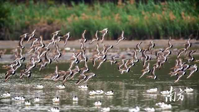 广东深圳福田红树林湿地为数以万计的候鸟提供越冬地和驿站。