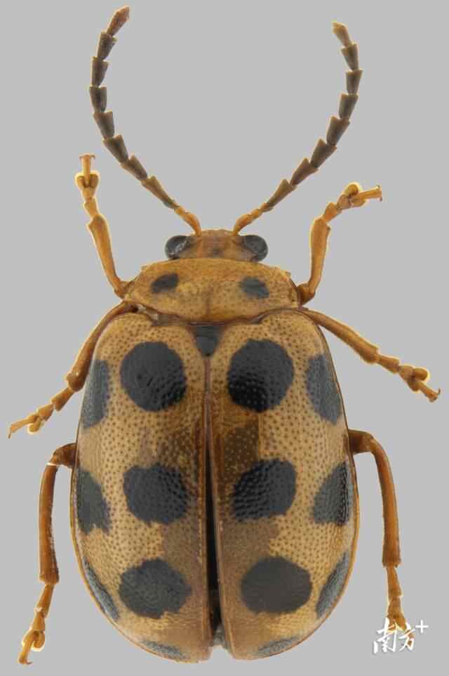 在广州海珠湿地发现的昆虫新物种“海珠斯萤叶甲”(实验室显微镜拍摄的标本照)。