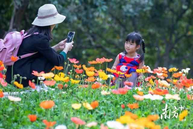 广东广州海珠国家湿地公园,冰岛虞美人花海吸引游人驻足留影。