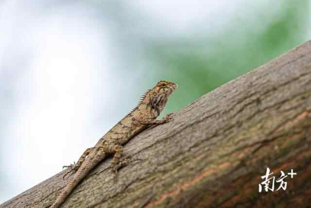 广东广州海珠国家湿地公园内,一只变色树蜥在树干上爬行。