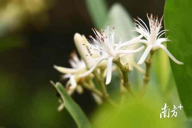 开花期的秋茄。