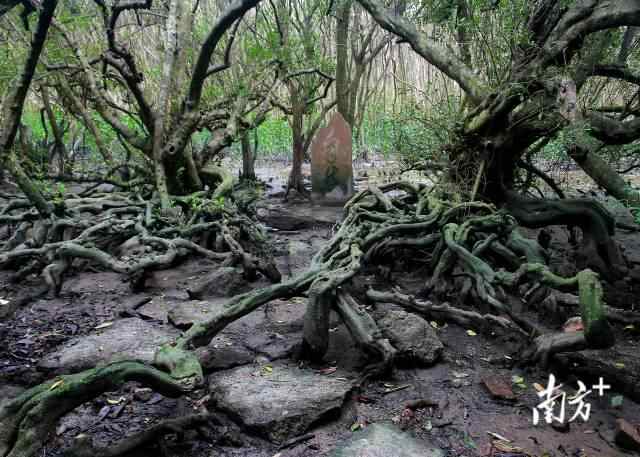 红树林的根系十分发达。图为表面根。