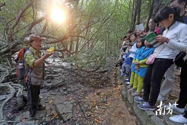 深圳学生走进广东深圳福田红树林湿地,通过多种形式了解湿地保护理念。