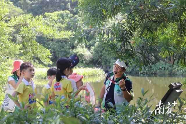 在广州海珠国家湿地公园雁来栖志愿者老师的带领下,海珠区穗花幼儿园的十多位小萌娃进入湿地公园认草识花。