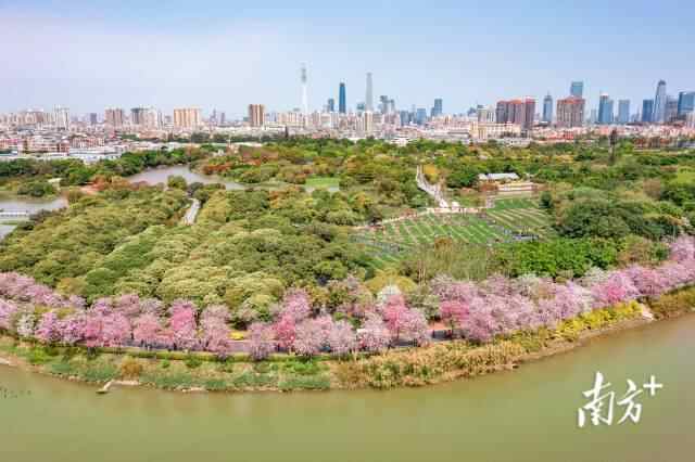 每年3月前后,广东广州海珠国家湿地公园石榴岗河沿岸3.2公里的宫粉紫荆花绚丽绽放。