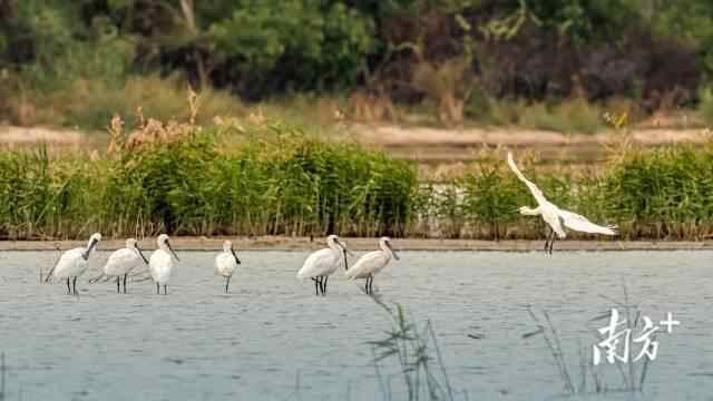 深圳福田红树林湿地每年都有大批国家一级保护动物黑脸琵鹭前来栖息。