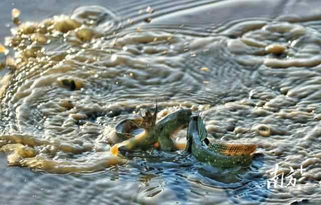 弹涂鱼在觅食。