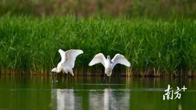 据统计,2022年全球有6162只黑脸琵鹭,深圳湾有369只,约占全球总量的6%,是全球第三大黑脸琵鹭栖息地。