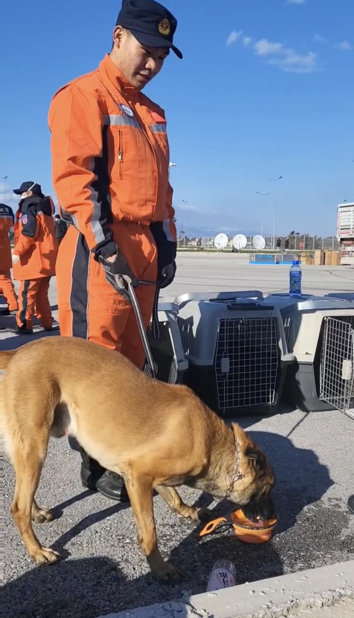 连线汪汪队中国救援队搜救犬如何在废墟中救人