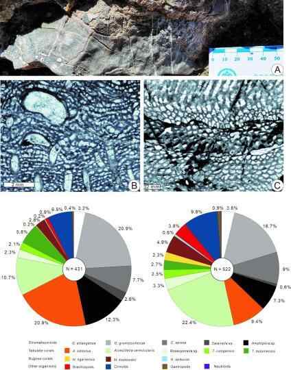 中国古生物学家在西藏发现3.9亿年前生物礁