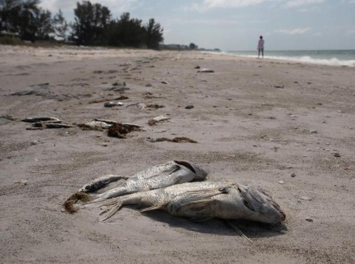  有毒藻类大量繁殖 美国佛州海滩现数千条死鱼