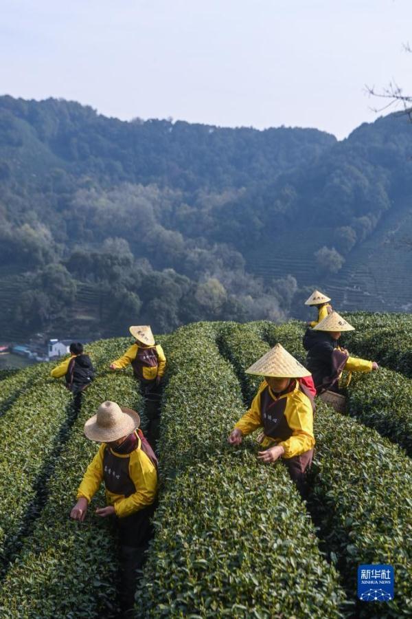 西湖龙井茶正式开采