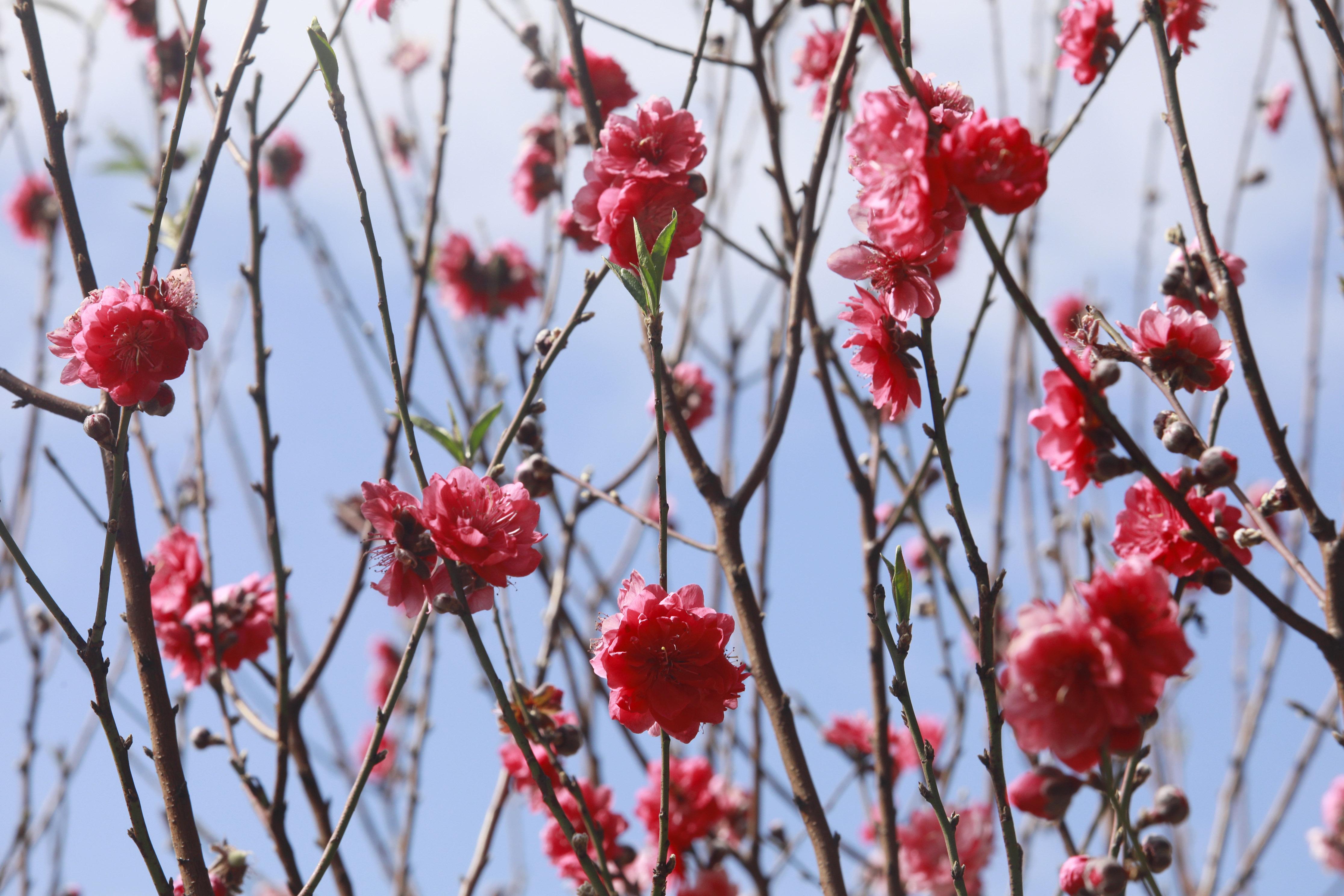 春天来百花开吃花养生可还行？中医师教im电竞你如何以花入馔(图4)