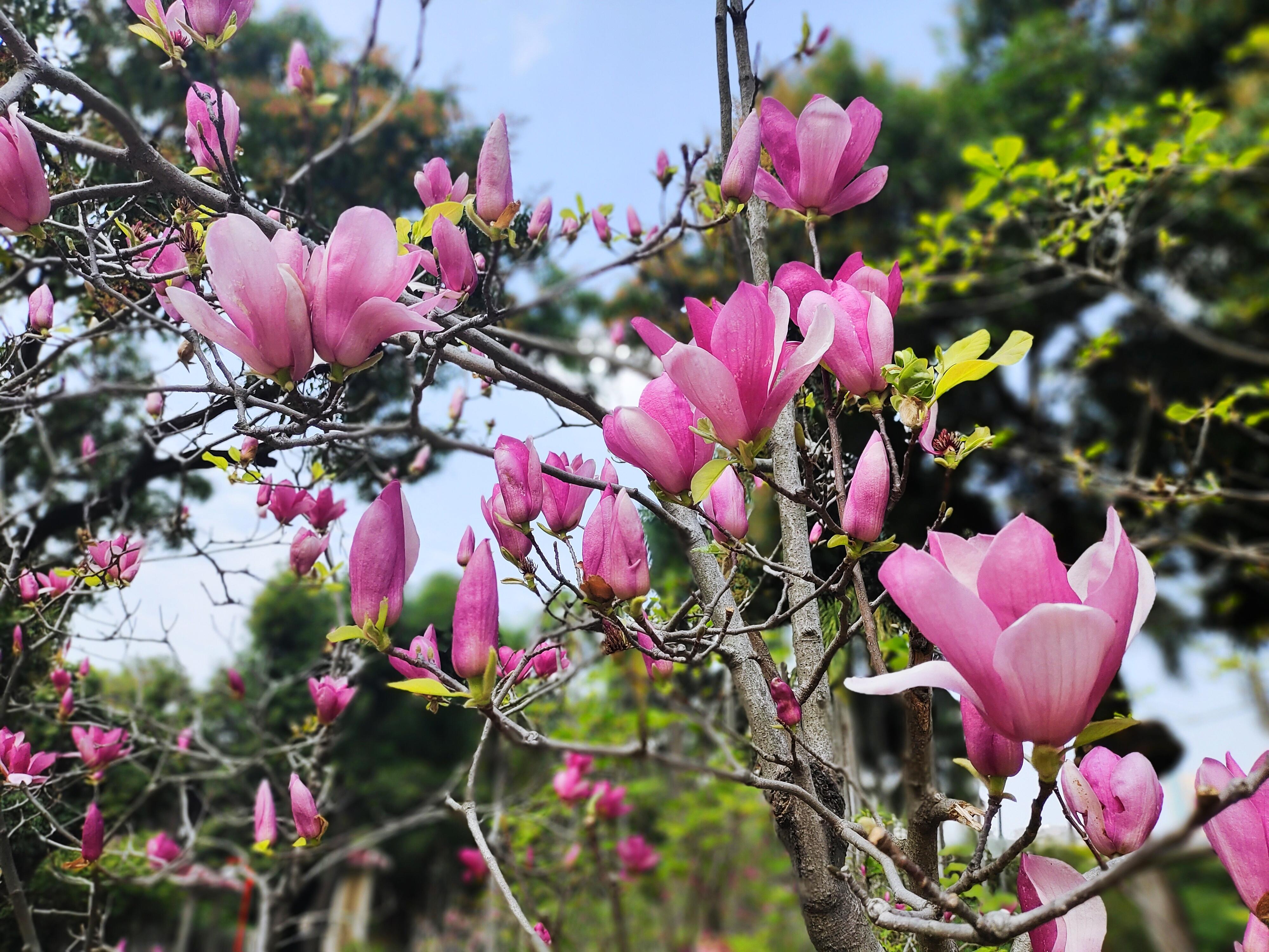 春天来百花开吃花养生可还行？中医师教im电竞你如何以花入馔(图3)