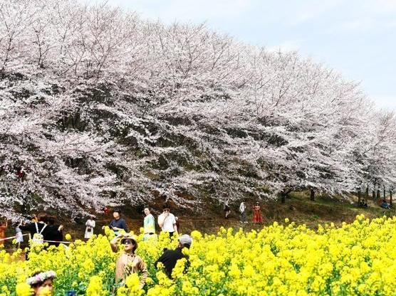  贵州：万亩樱花 春日绽放
