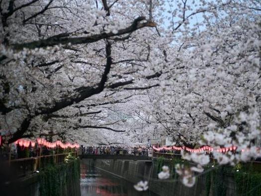 东京：樱花盛放
