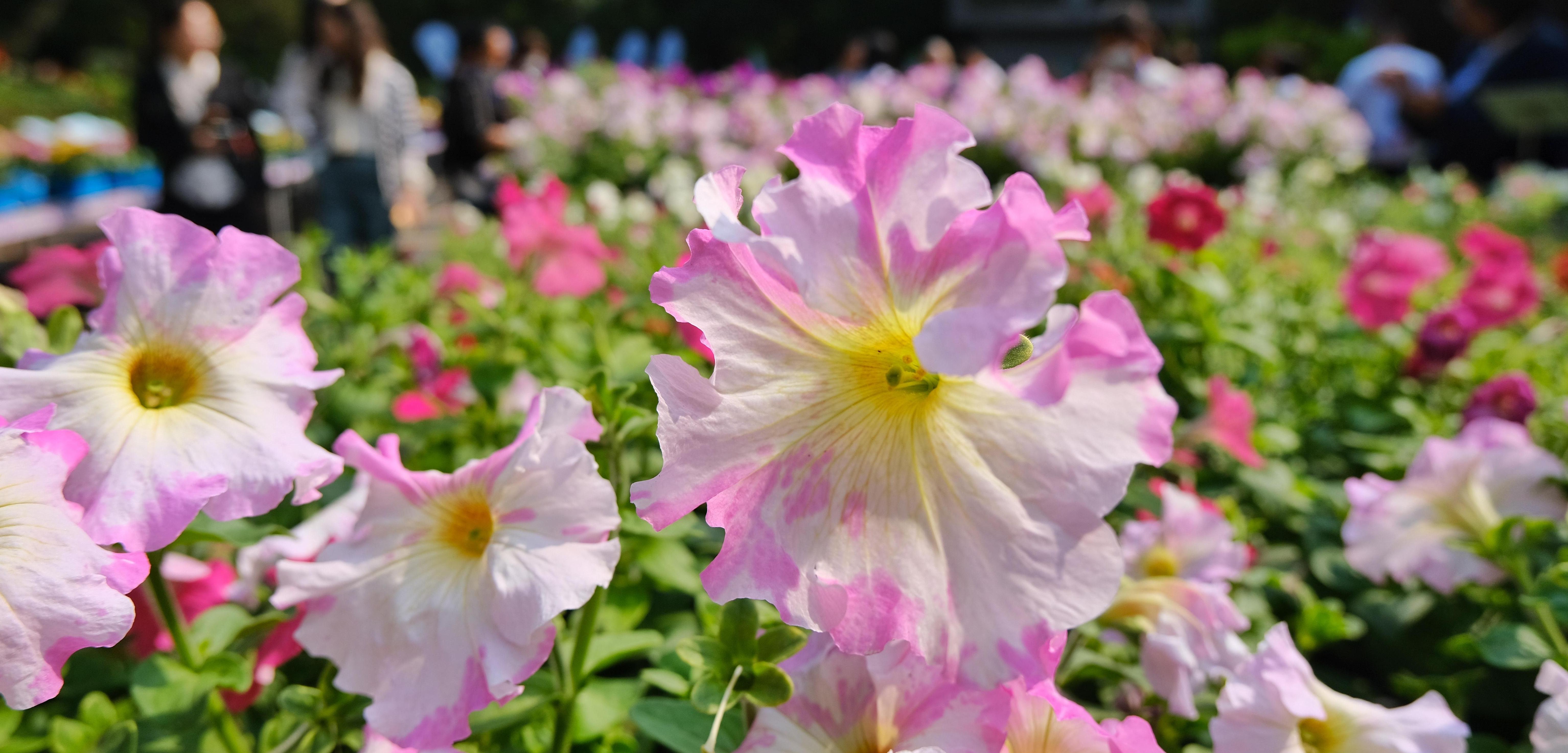  【图集】1000余种新优植物亮相！2023年广州新优花卉品种展开幕