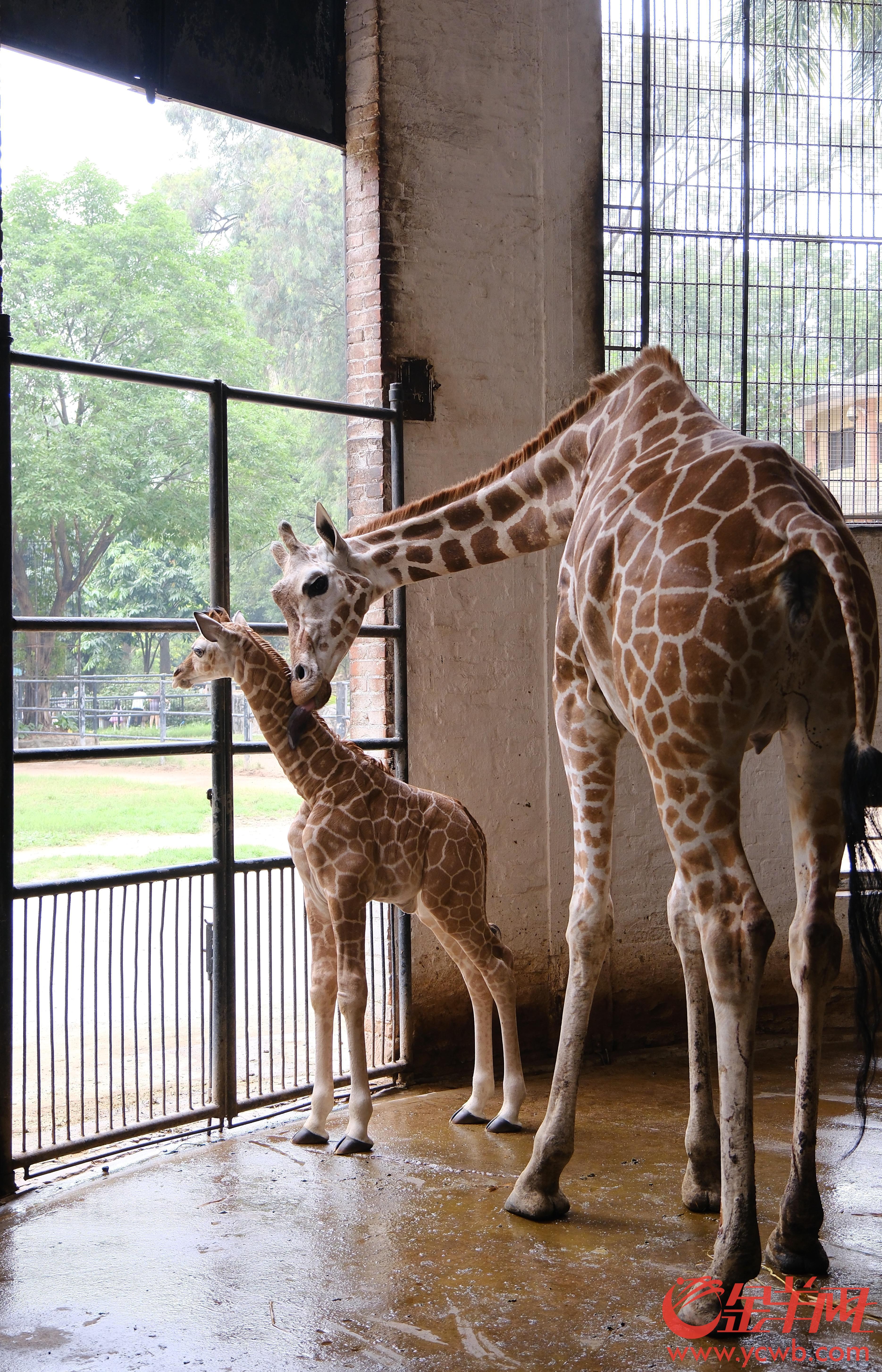 出生已有19米廣州動物園喜添長頸鹿雄性幼崽