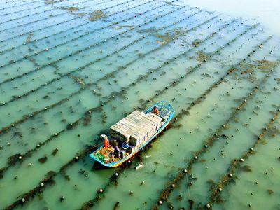 山東榮成：海洋生態養殖催生“碳匯產業”