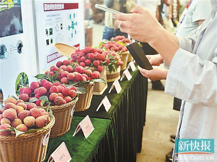 广州优质品种荔枝“组团”上市