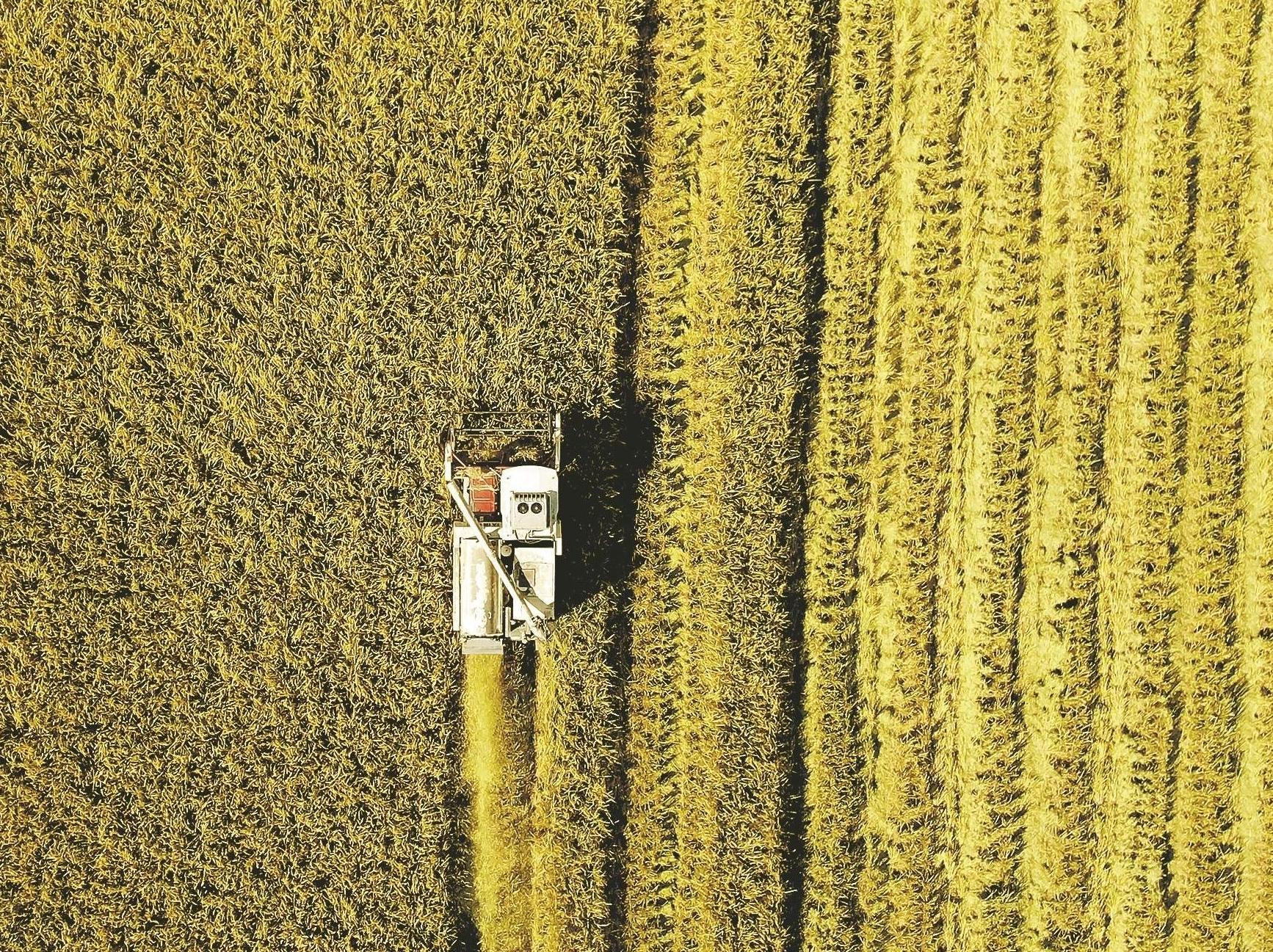  “太空稻”收割啦 广东最大无人农场亩产近600公斤
