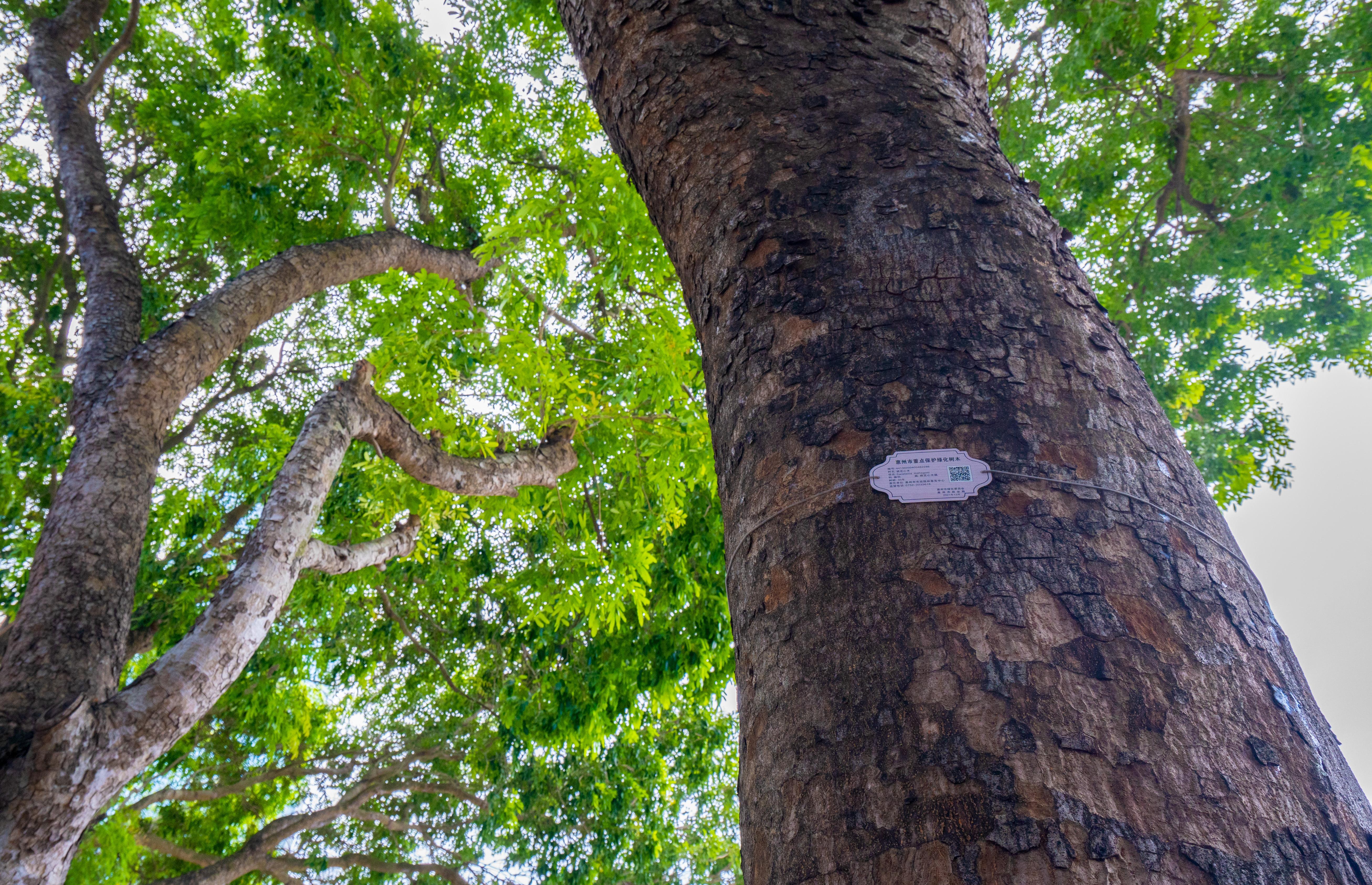 【视频】古树名木有“身份”，惠州“一树一策”护成长 | 绿美岭南城·绿美案例