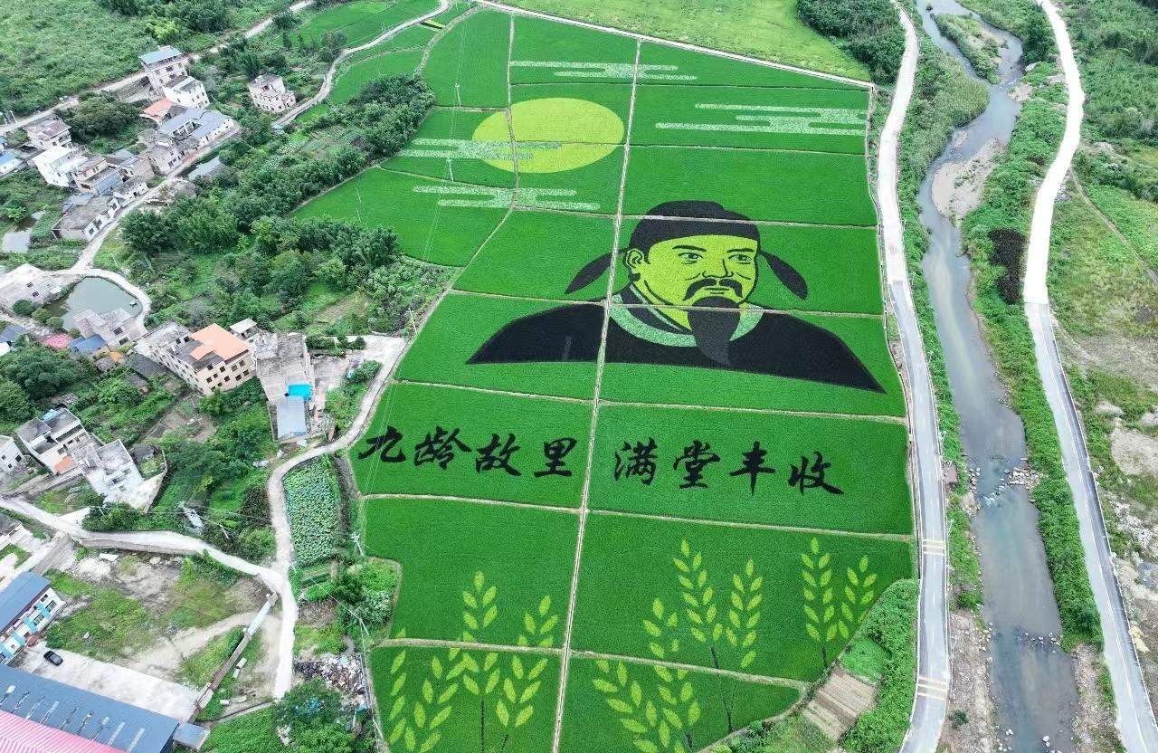 韶关80亩稻田“作画”