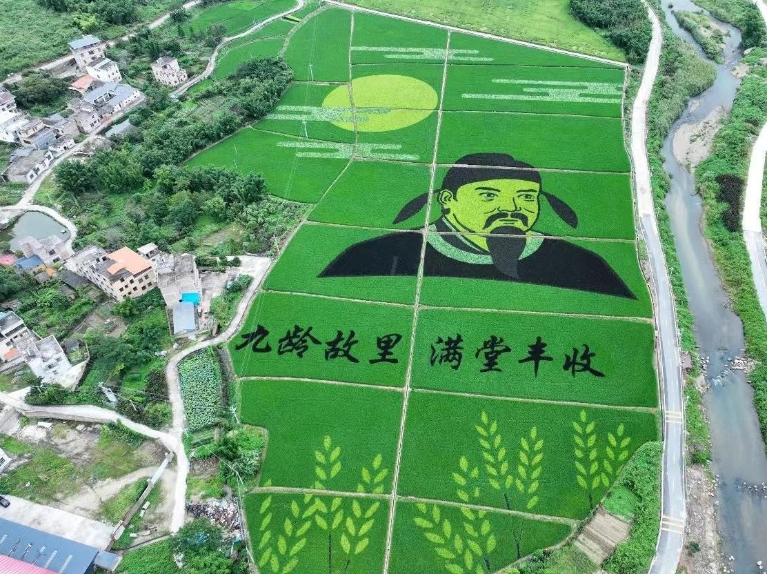 韶关80亩稻田“作画” 绘就唐朝名相张九龄