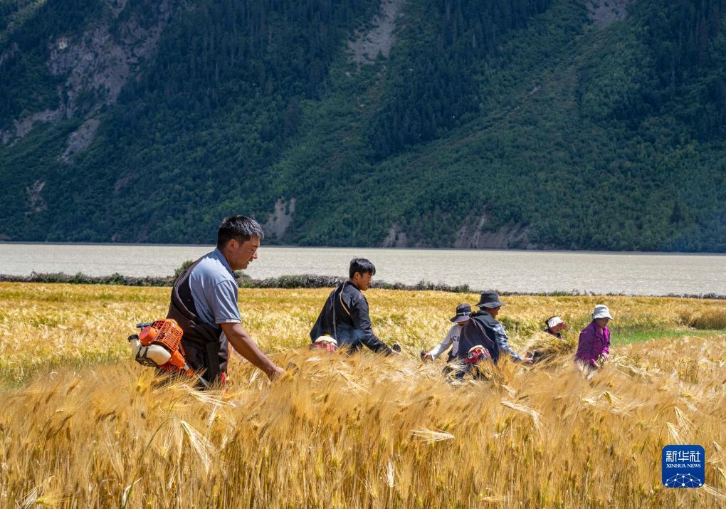 西藏：然乌湖畔的秋收