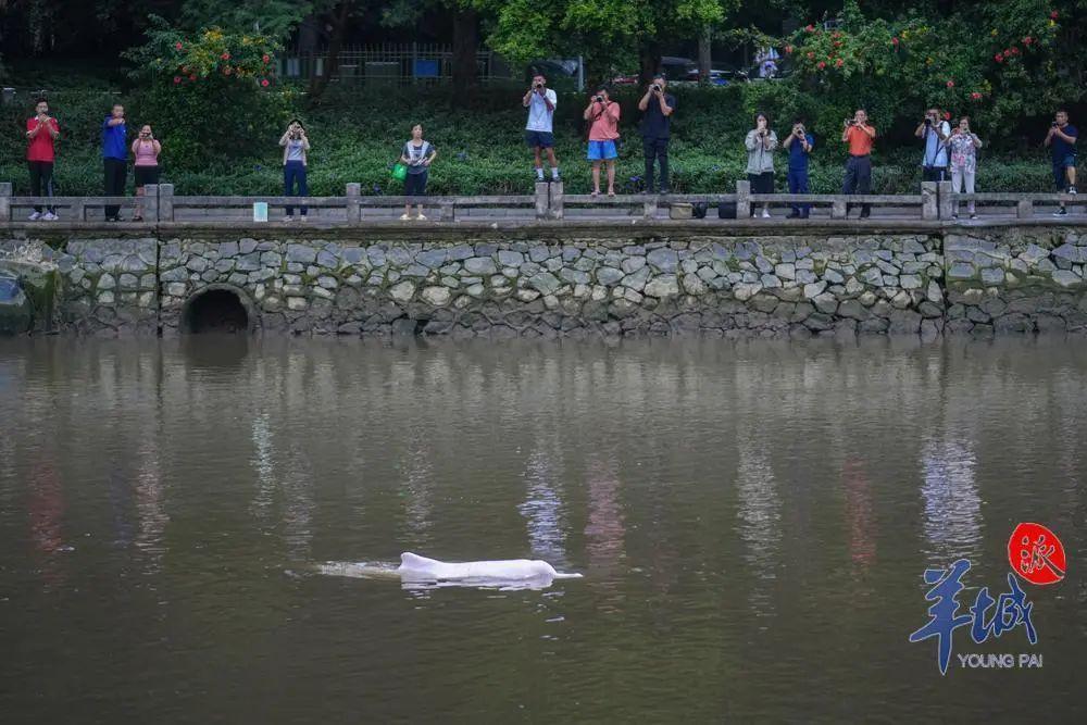 中华白海豚仍在广州河涌“遛弯”，最新情况→