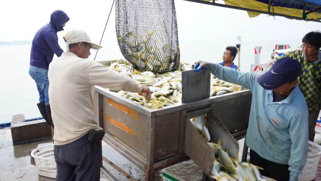 冬捕直击湛江海洋牧场一网捞起2000斤海鲜盛宴走起