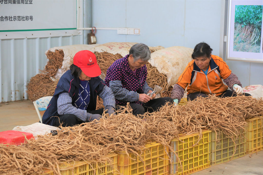 封面南药_ 当地村民正在分拣成熟的巴戟。.jpg