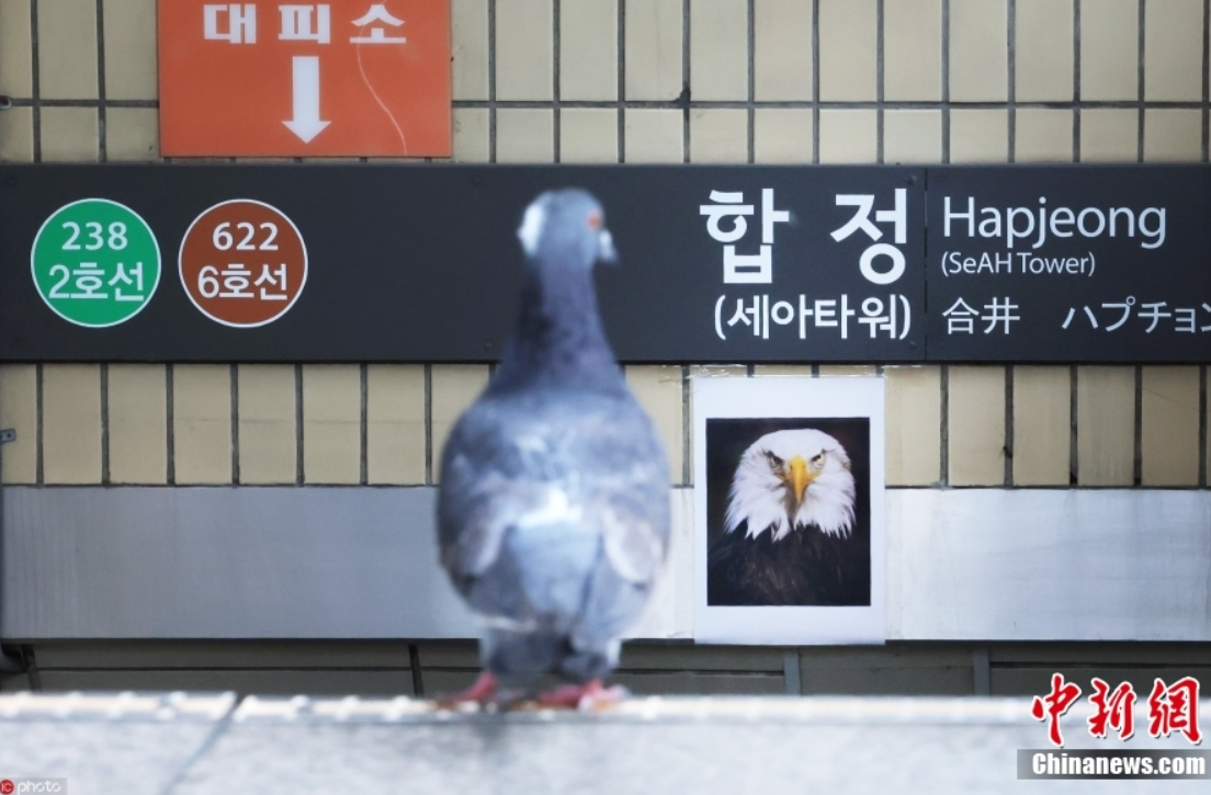 金沙集团1862cc成色业务首尔地铁站贴老鹰照片吓鸽子起因竟是亚运会放的鸽子繁殖(图1)