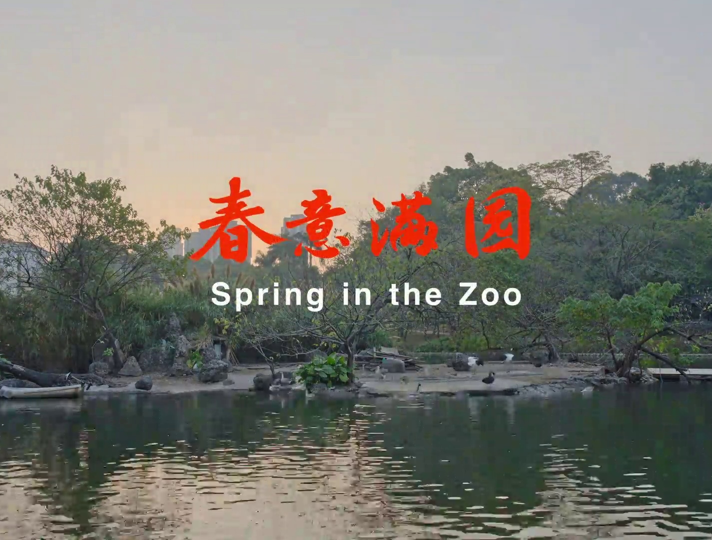  视频｜春意满园，广州动物园里的别样新年