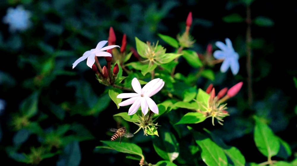 视频｜千年花洲：小小素馨花，为何海珠人最爱它？