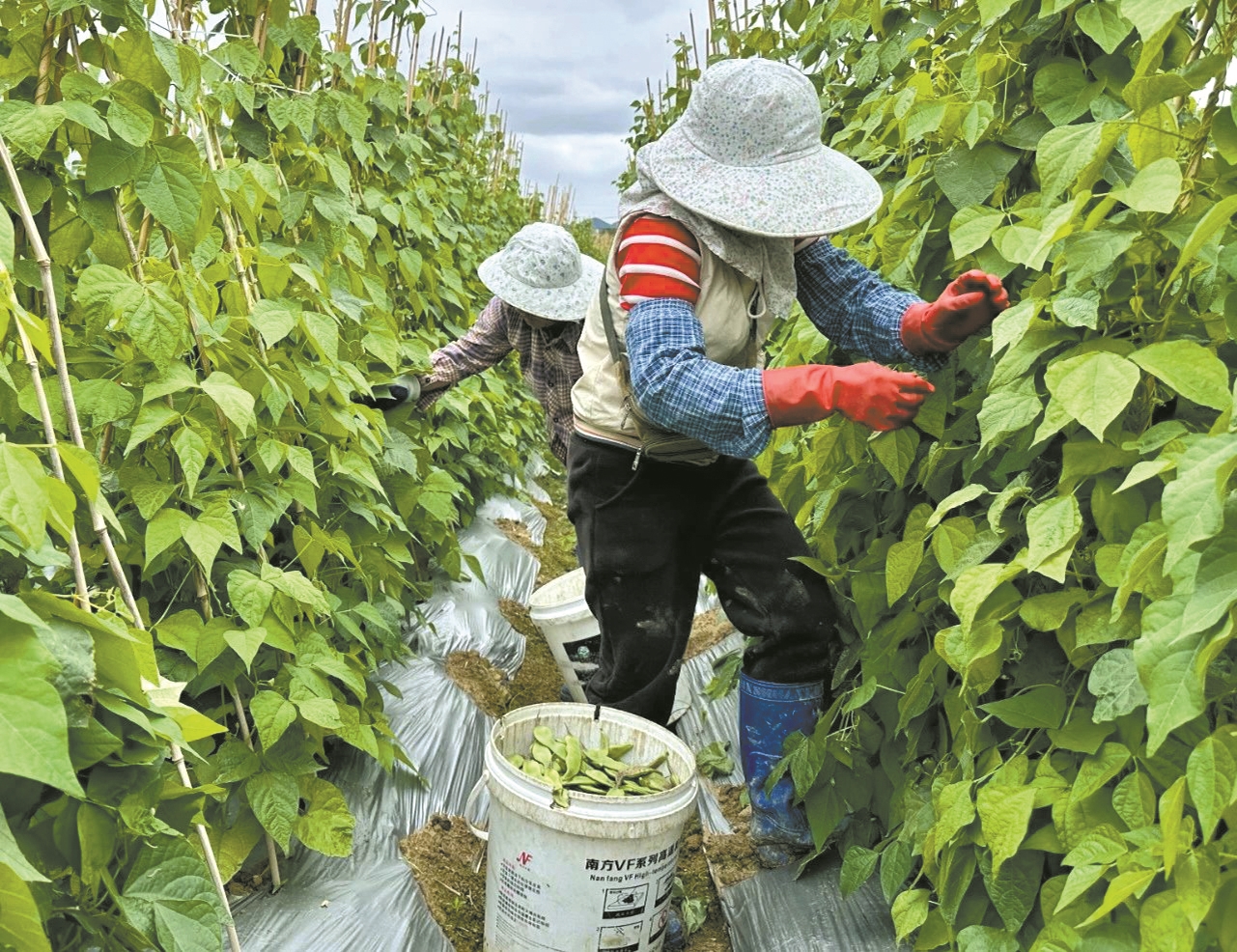 阳江塘口镇规模种植油豆销往北方市场 带动闲置劳动力就业