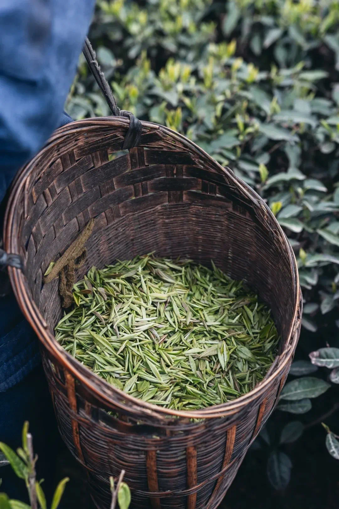 给世界一杯好开云官网茶(图20)