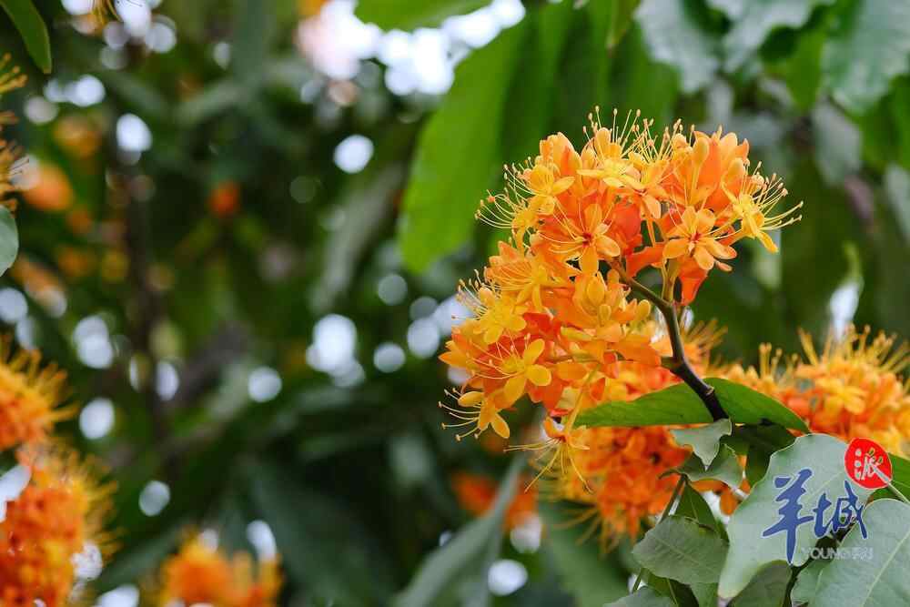 无忧树开无忧花 52599091_505d5065-2a14-4058-8cca-029958fc86ce_batchwmcopy.jpeg