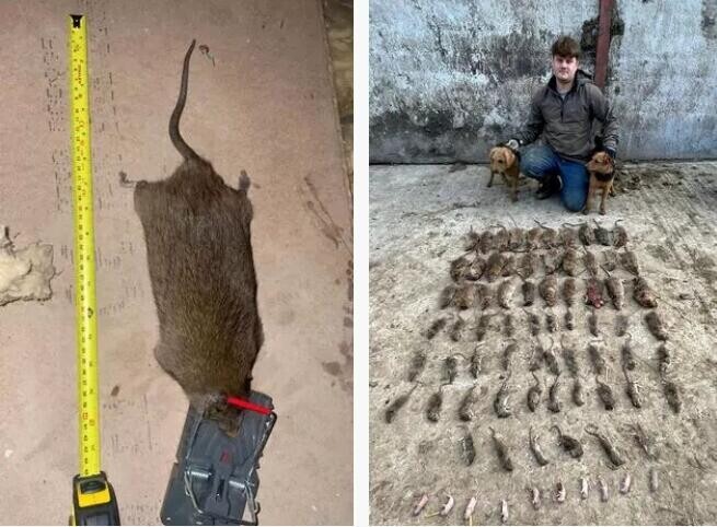 比狗还大!英国捕鼠者捉到56厘米长老鼠