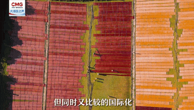 英歌舞又上大分外交天团表白了哪些岭南文化第2眼