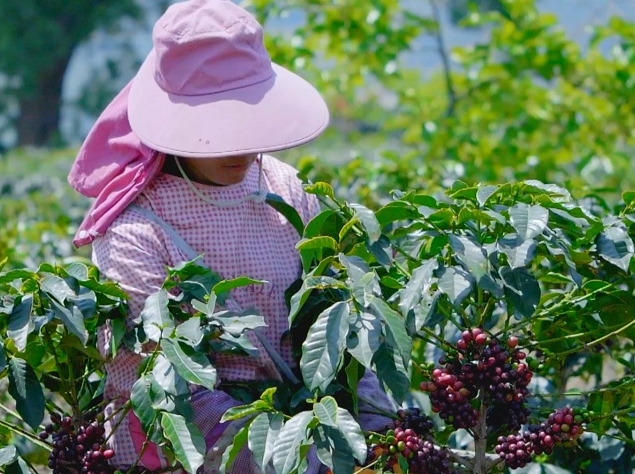  万千气象看云南|云南保山：“庄园+”新模式推动咖啡产业与农文旅融合发展