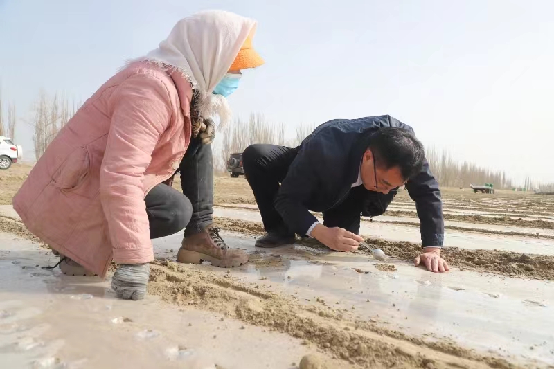 新疆阿拉尔：持续推广春播新技术
