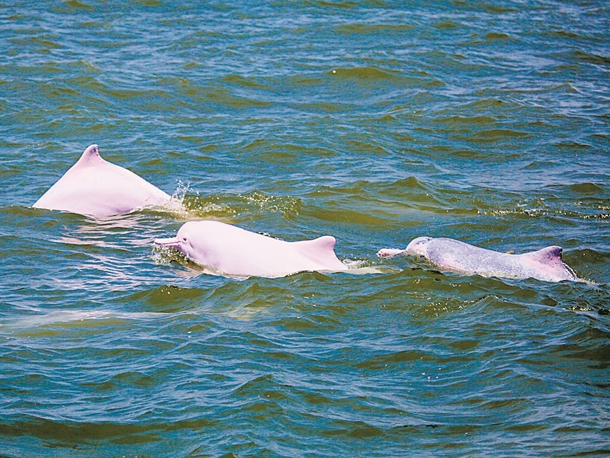  中华白海豚畅游蓝天碧海间