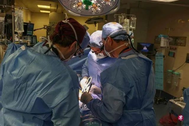 全球首例猪肾移植患者手术两个月后去世！动物器官移植人体，究竟难在哪里？｜眼睩睩